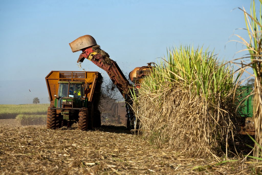 Kenya's Sugar Industry Update: Decline in Imports, Surge in Production, and Policy Impacts