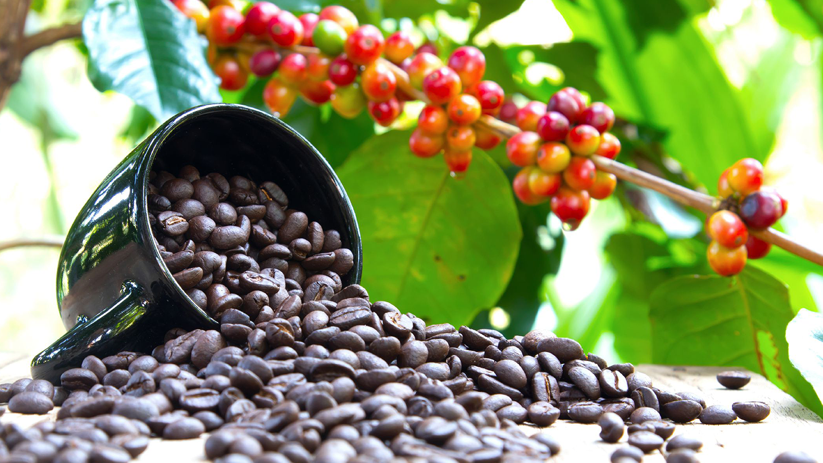 Kenya's Coffee Exchange Reform: Enhancing Transparency and Farmer Incomes