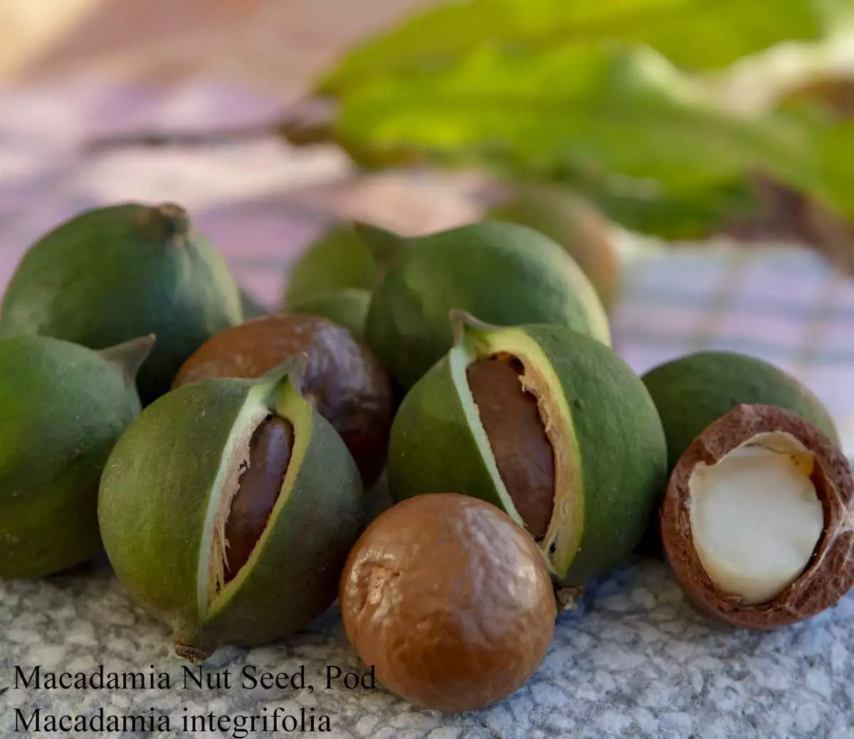 Kenya Approves Temporary 30-Day Export Window for Raw Macadamia Nuts