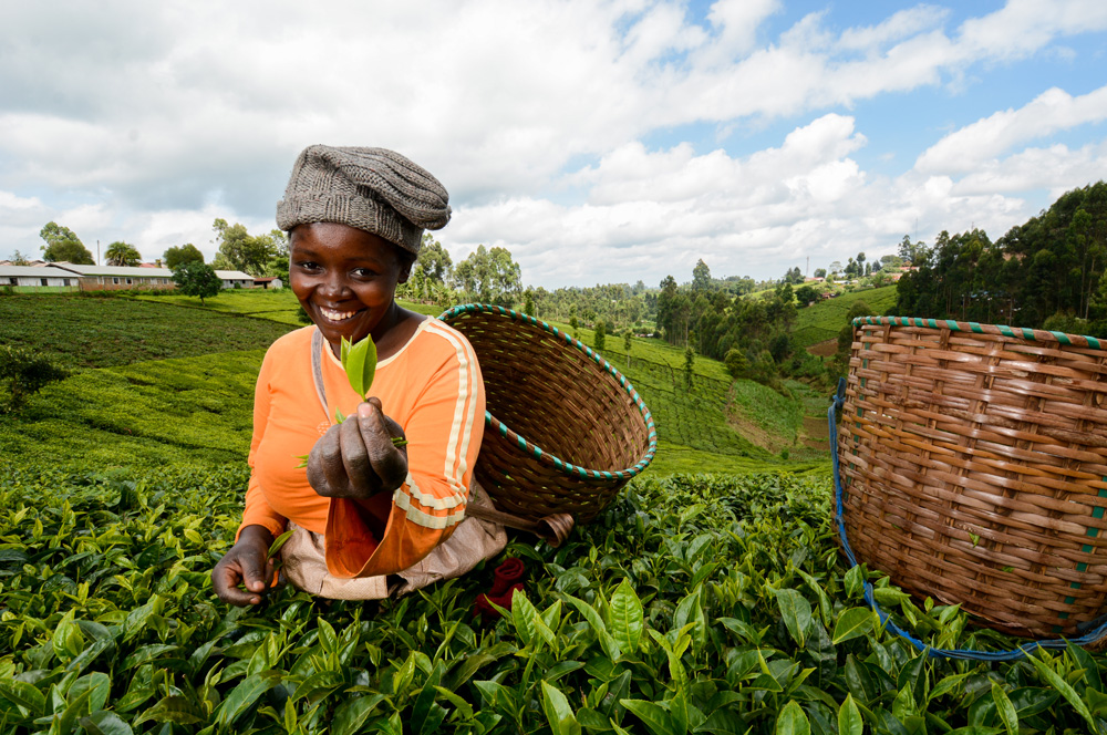 Kenya's Tea Industry Thrives Amid Global Demand Surge: Insights, Growth, and Innovations