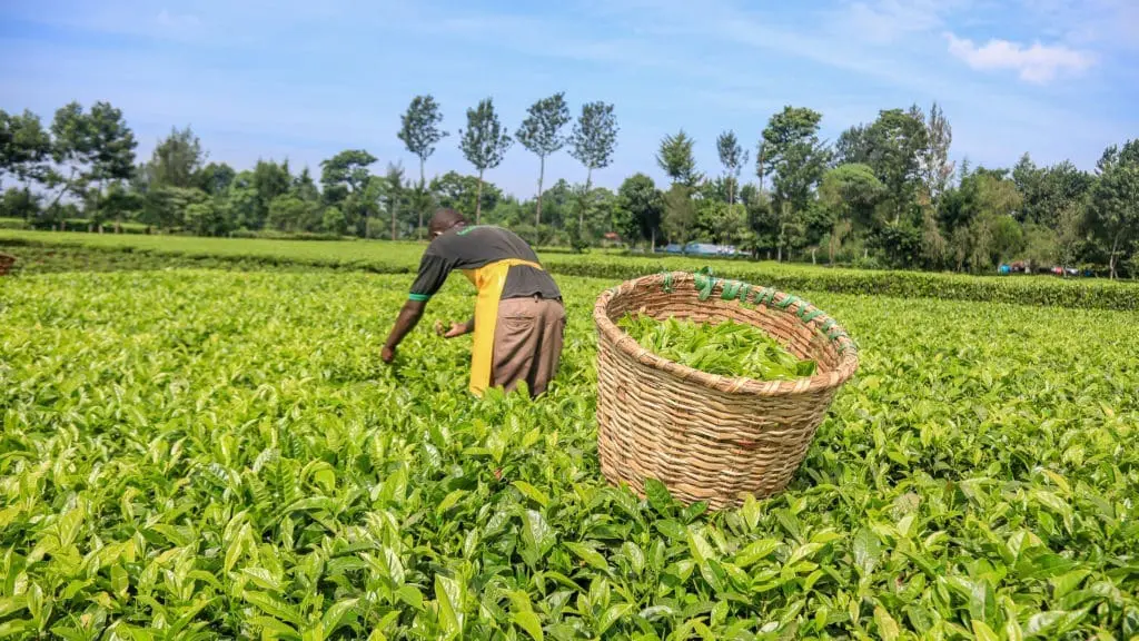 Kenya’s Tea Exports Surge by 20.8% in 2024, Earning Over $1.19 Billion