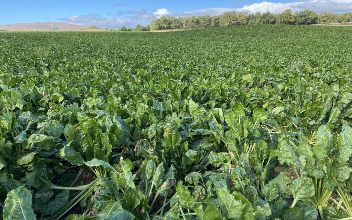 Ranges Sugar Factory Inauguration: Transforming Kenya's Sugar Industry with Sugar Beet Innovation