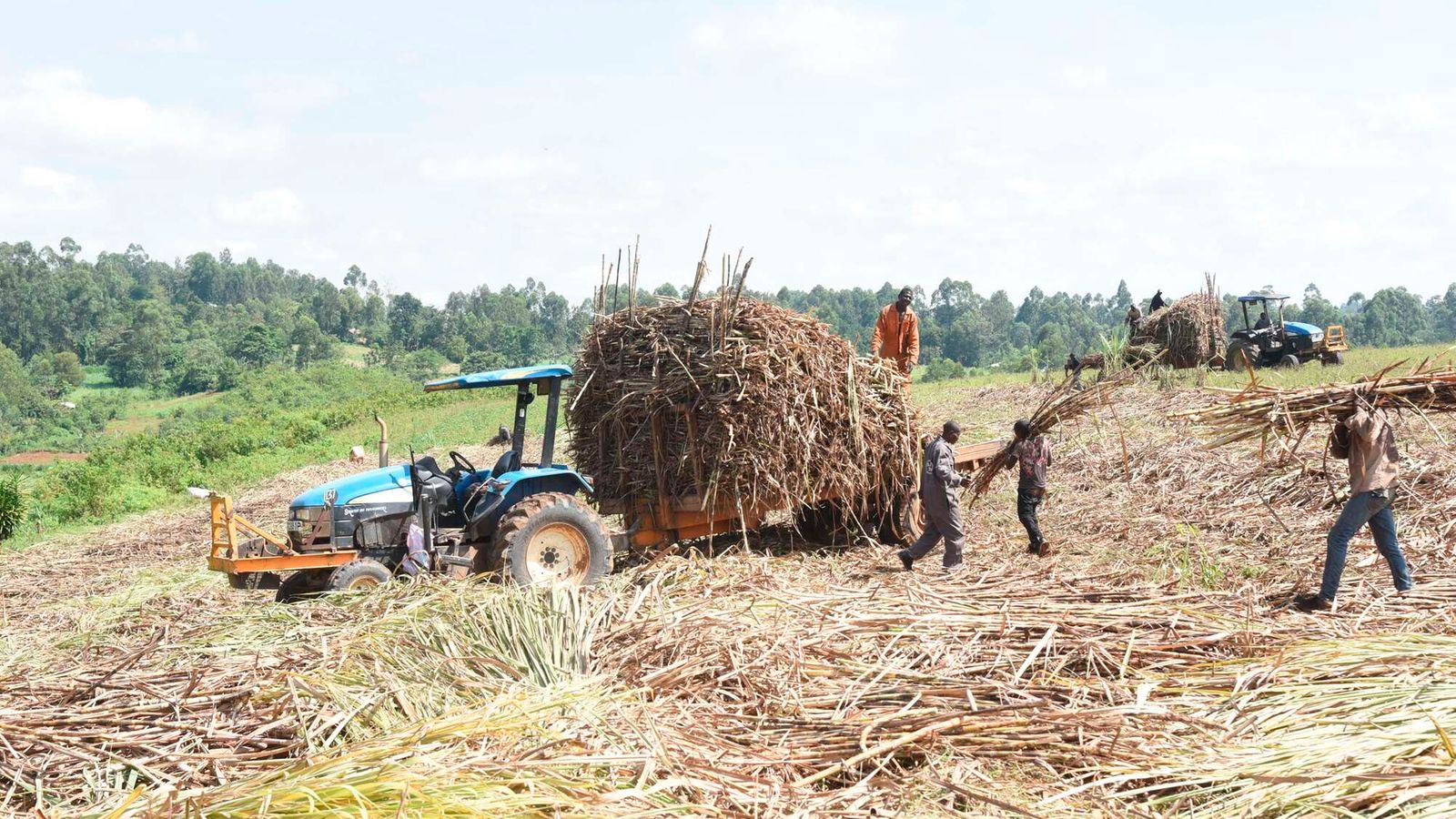 Kenya Restructures Sugar Industry Amid Regional Trade Challenges